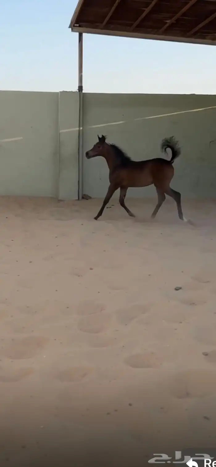 مهره شعبيه شيخه 2