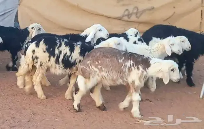 طليان ورخال بهم تربيه طيب لاعلي سوم 12