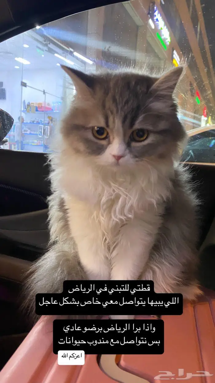 تم التبني   قطة حلوة للتبني قطتين 0