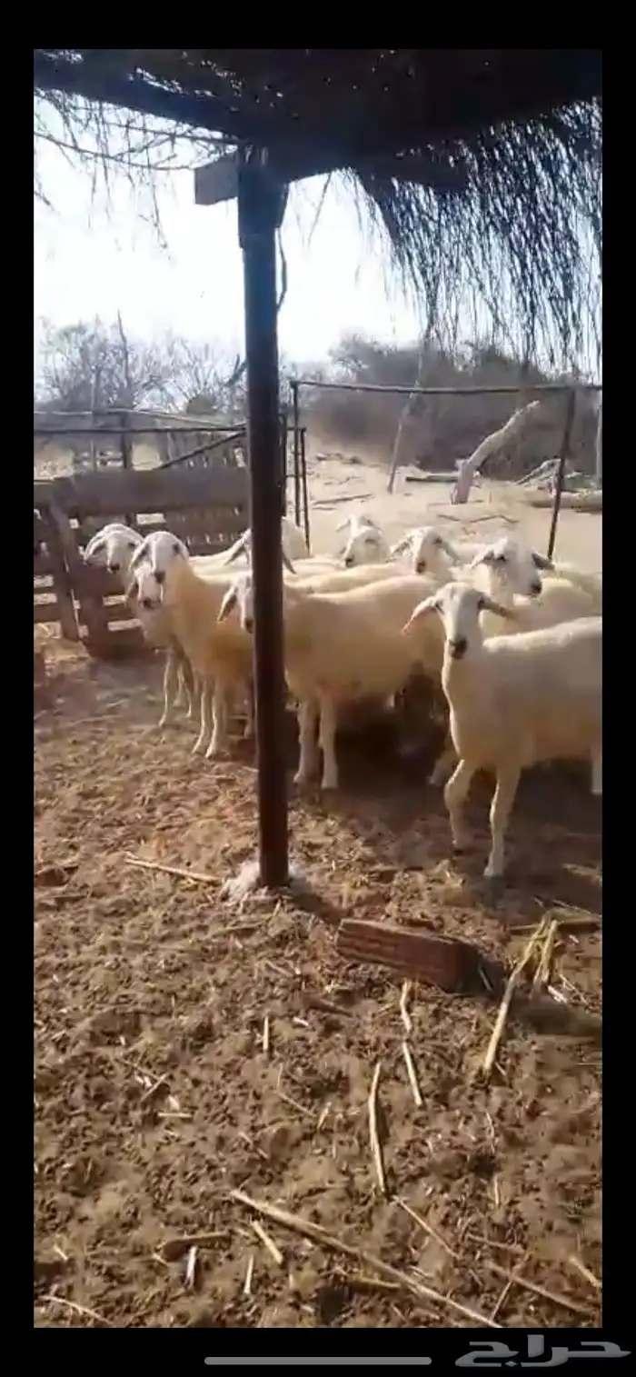 رخال حريات مقاني 2