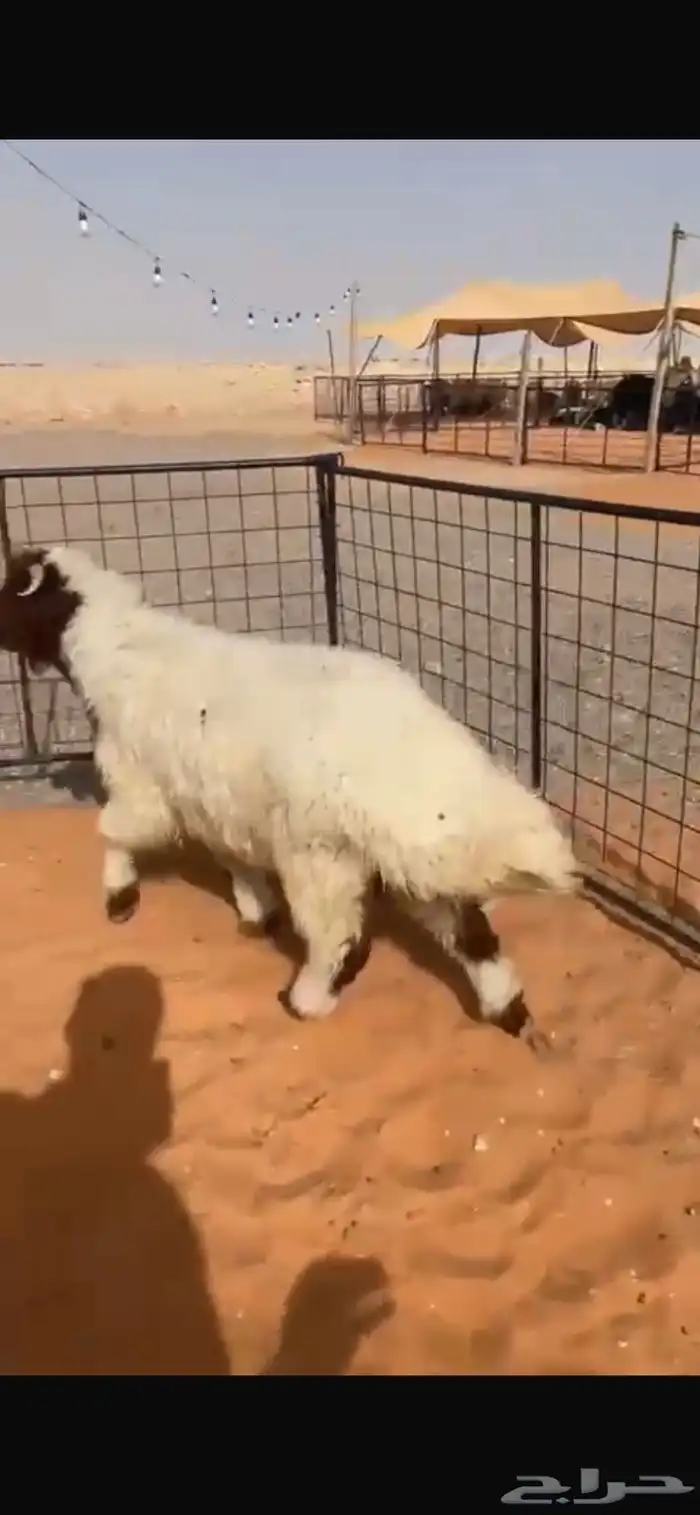 نعيمي فاخر 1