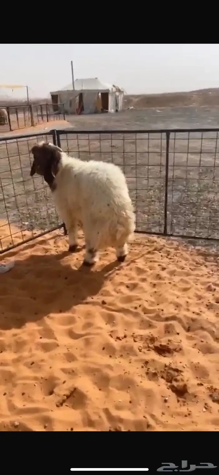 نعيمي فاخر 0