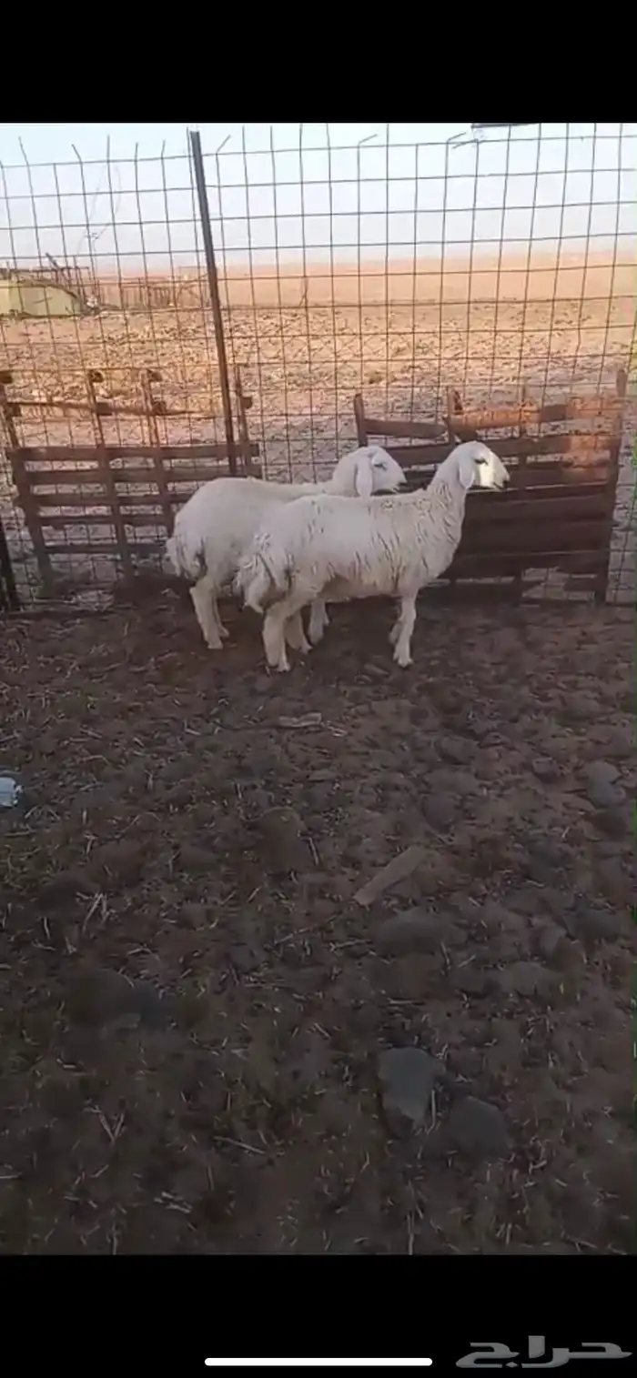 رخال حريه اضاحي زينه ونظاف شرط ( تم البيع خارج الموقع )) 0