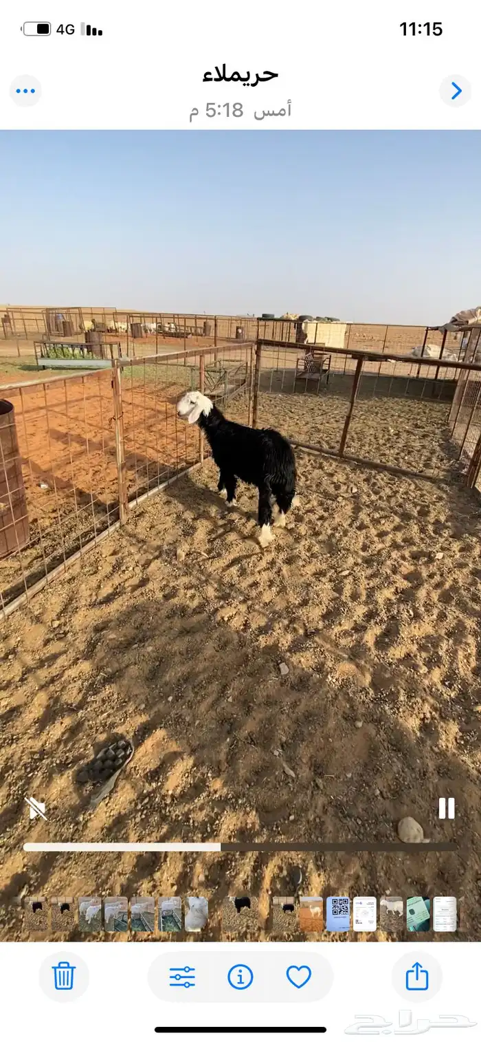 خروف نجدي ظهره فوق الوسط ويضحي 3