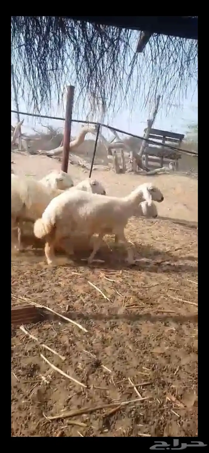 رخال حريات مقاني 6