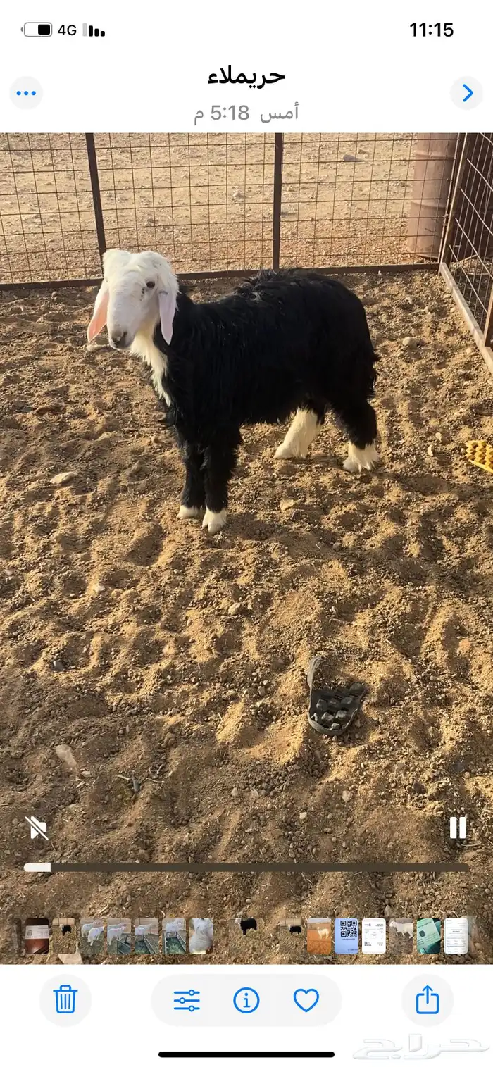 خروف نجدي ظهره فوق الوسط ويضحي 0