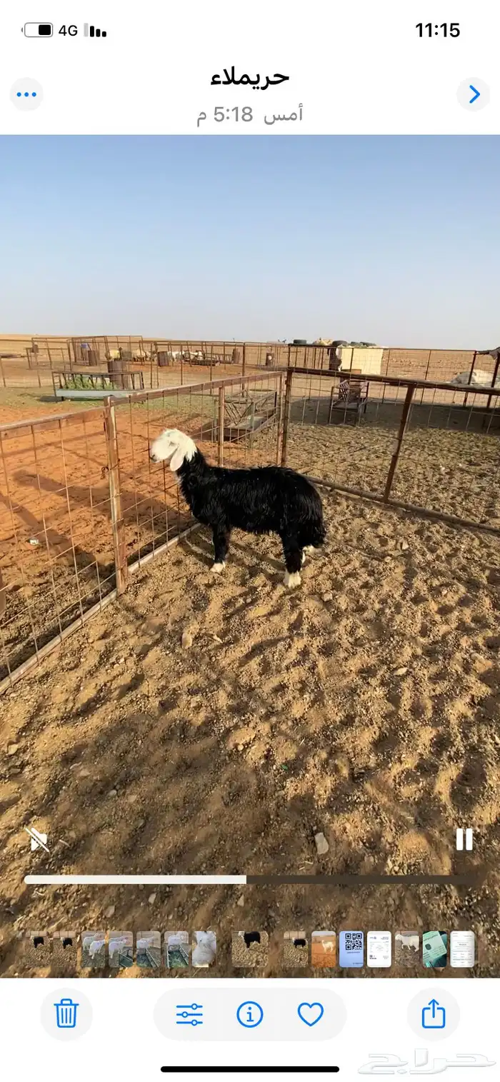 خروف نجدي ظهره فوق الوسط ويضحي 4