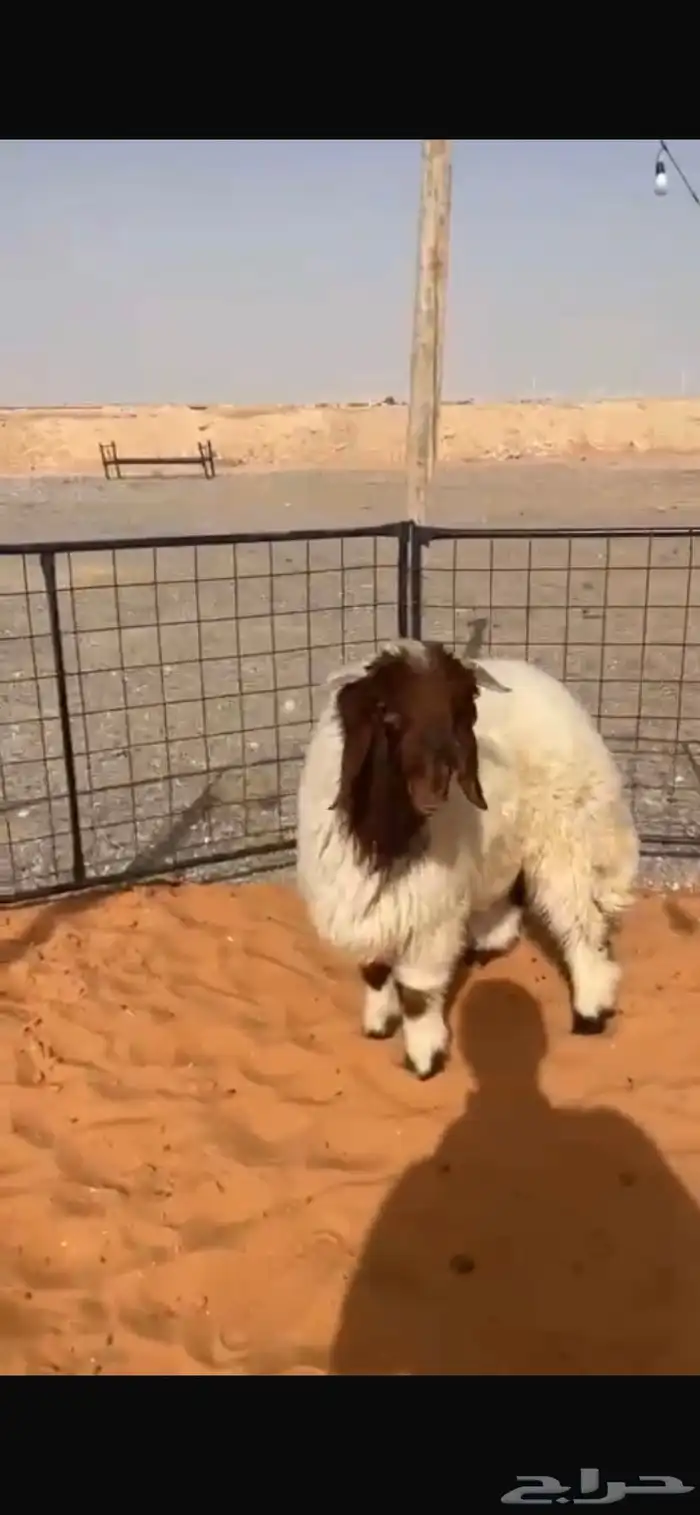 نعيمي فاخر 2