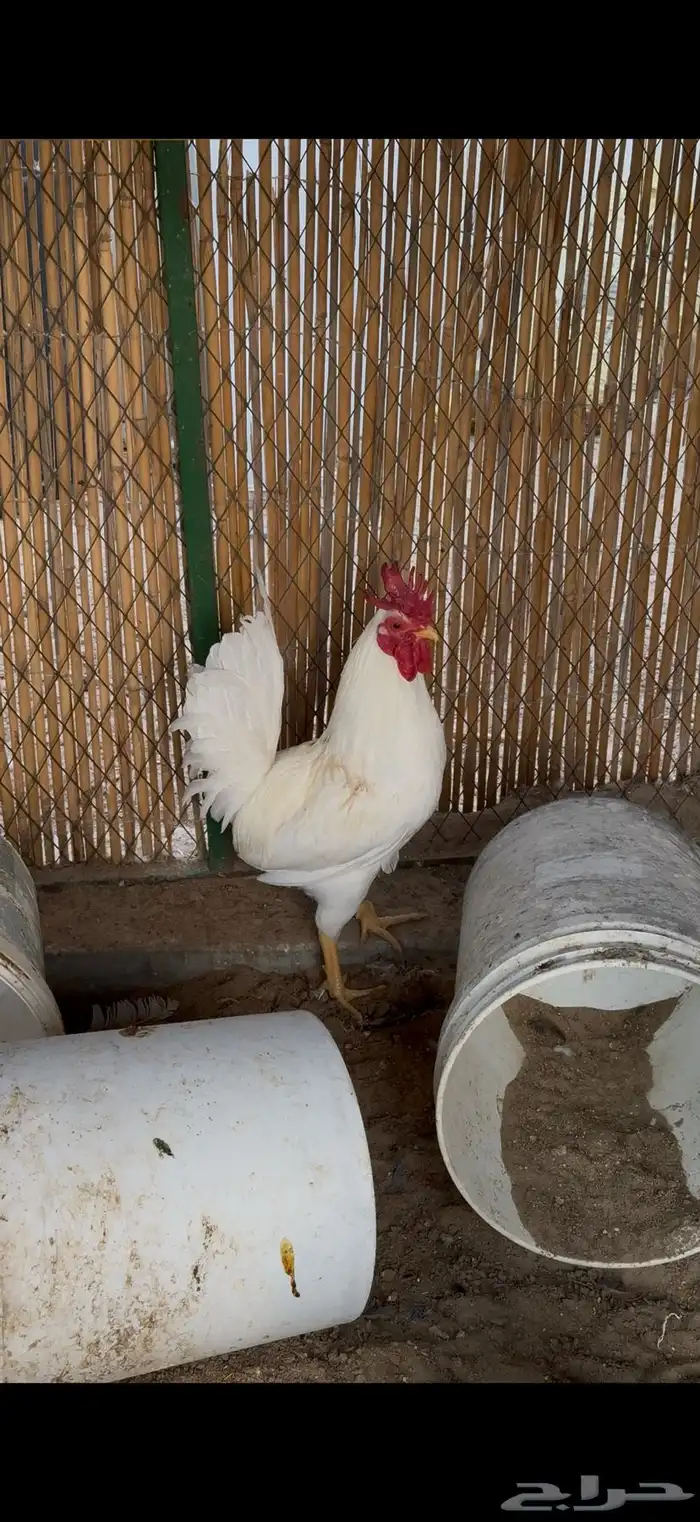 ديك عربي ترثه 1