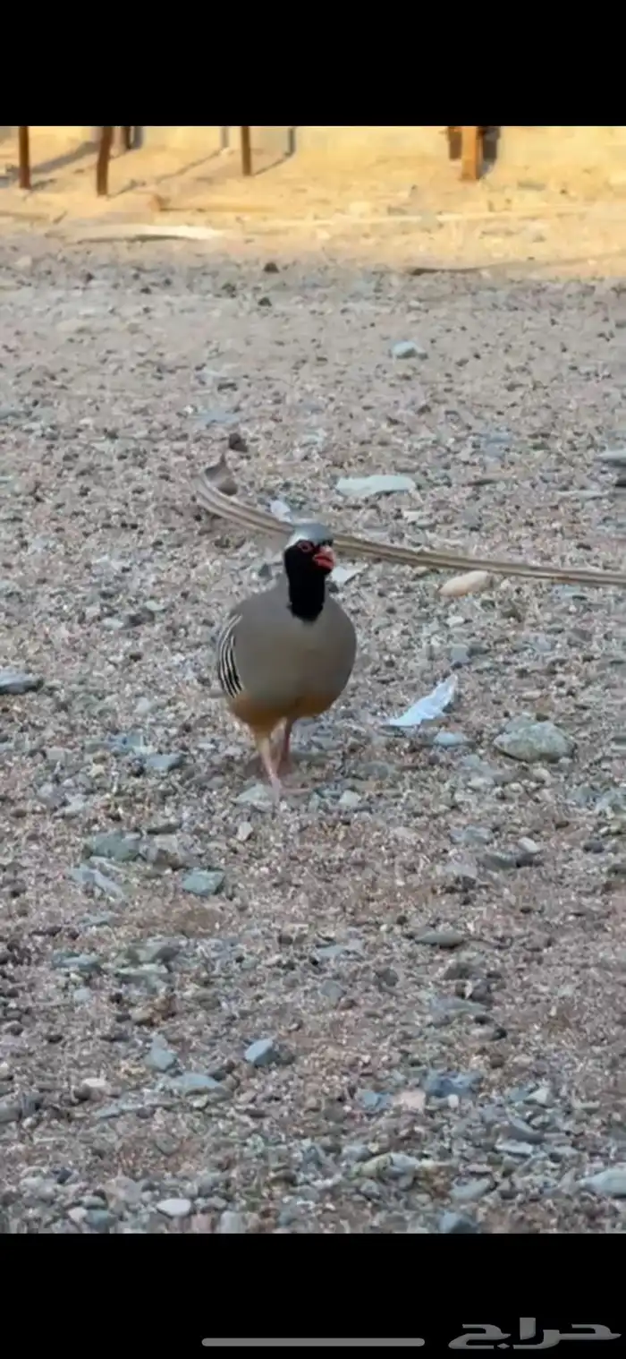 شنير ابو خد اسود اعاقيب للبيع 2