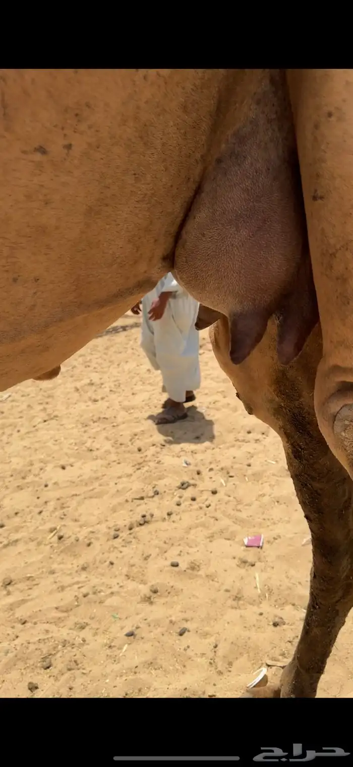 تم  البيع تم  البيع 7