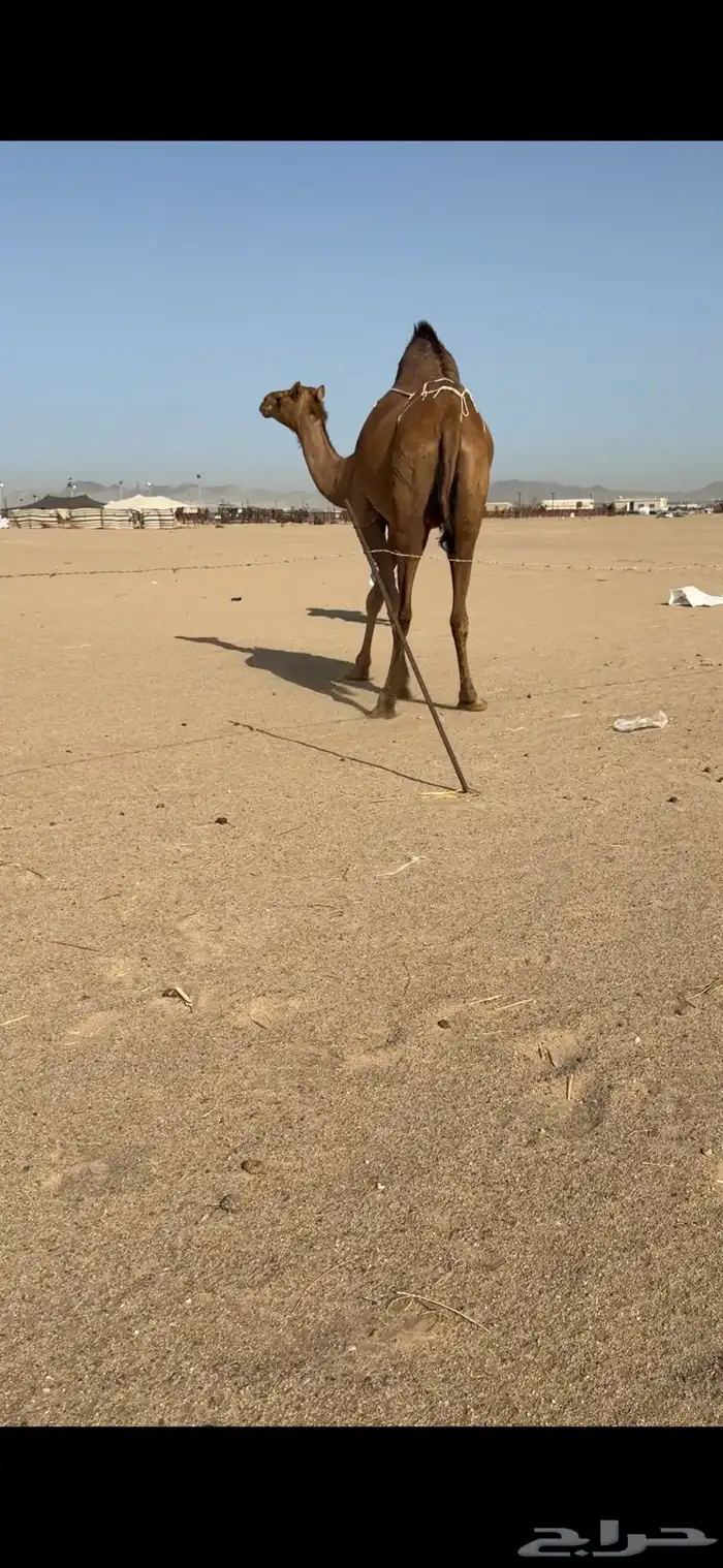 تم  البيع تم  البيع 2