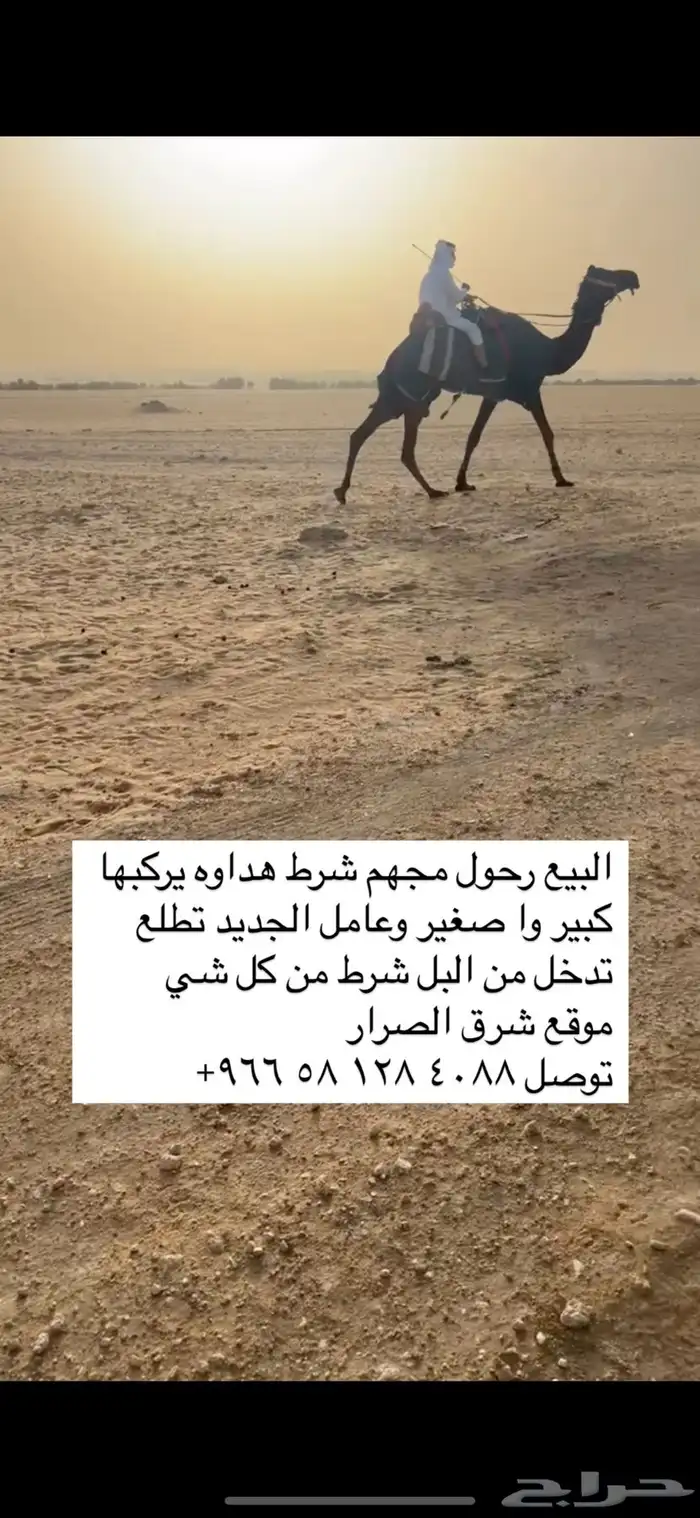 رحول مجهم طيبه شرط هداوه 0