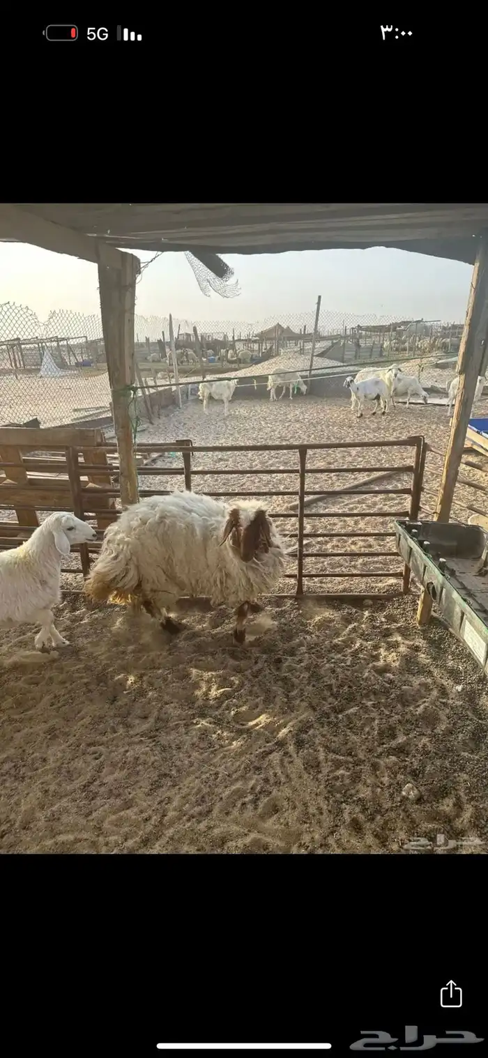 رخل نعيم تضحي 0