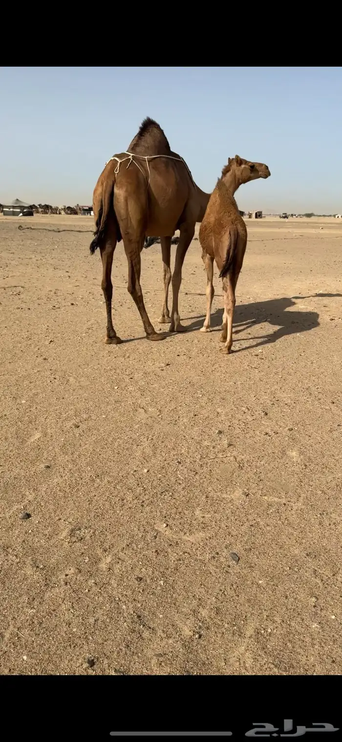 تم  البيع تم  البيع 0