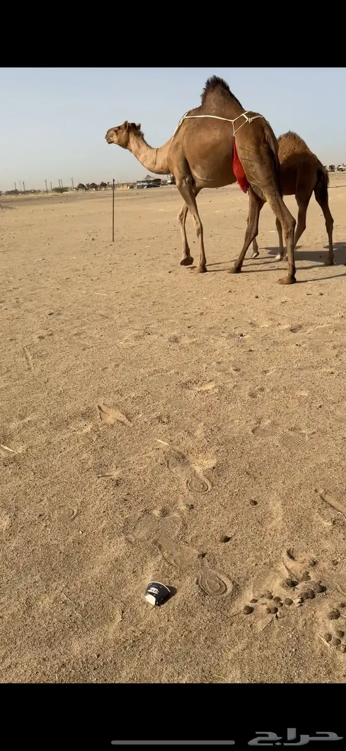تم  البيع تم  البيع 4