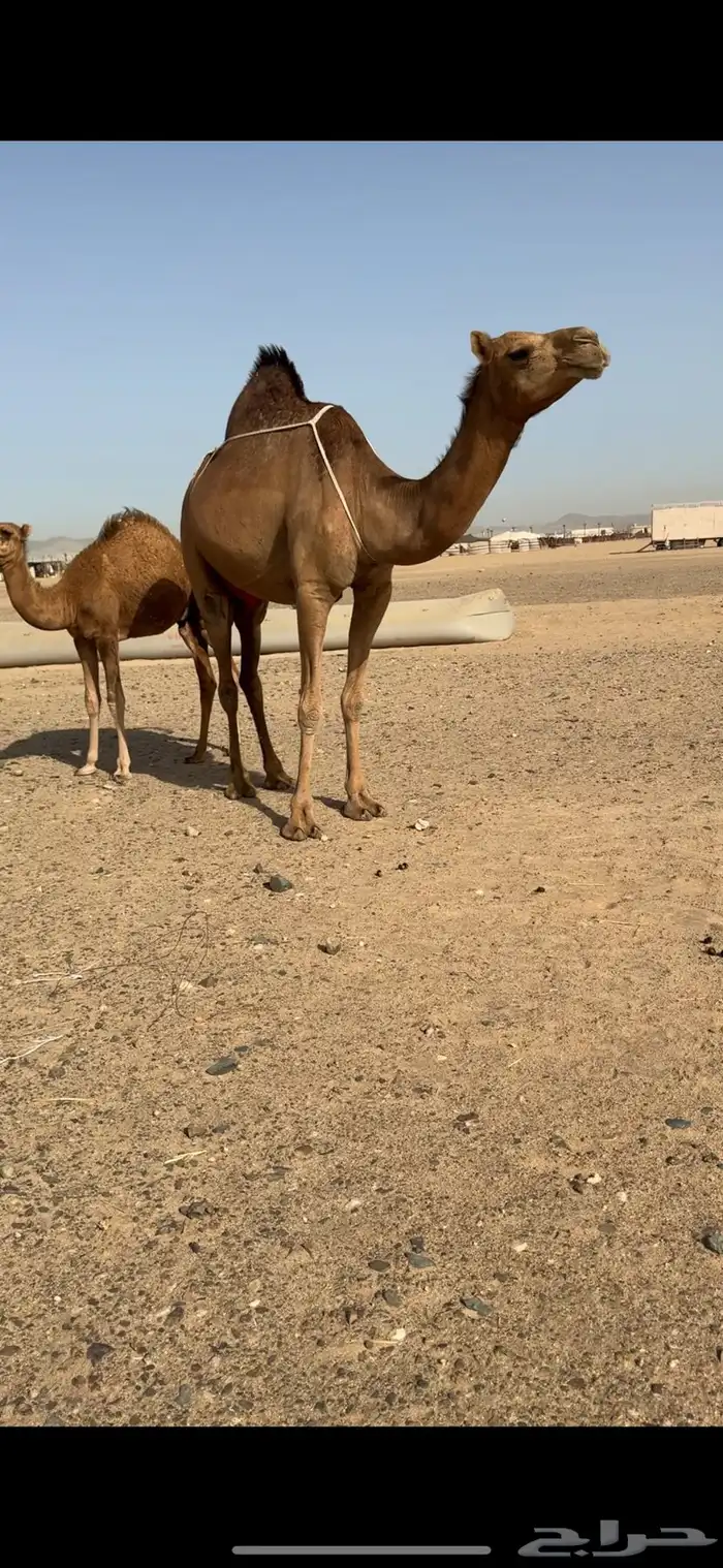 تم  البيع تم  البيع 3