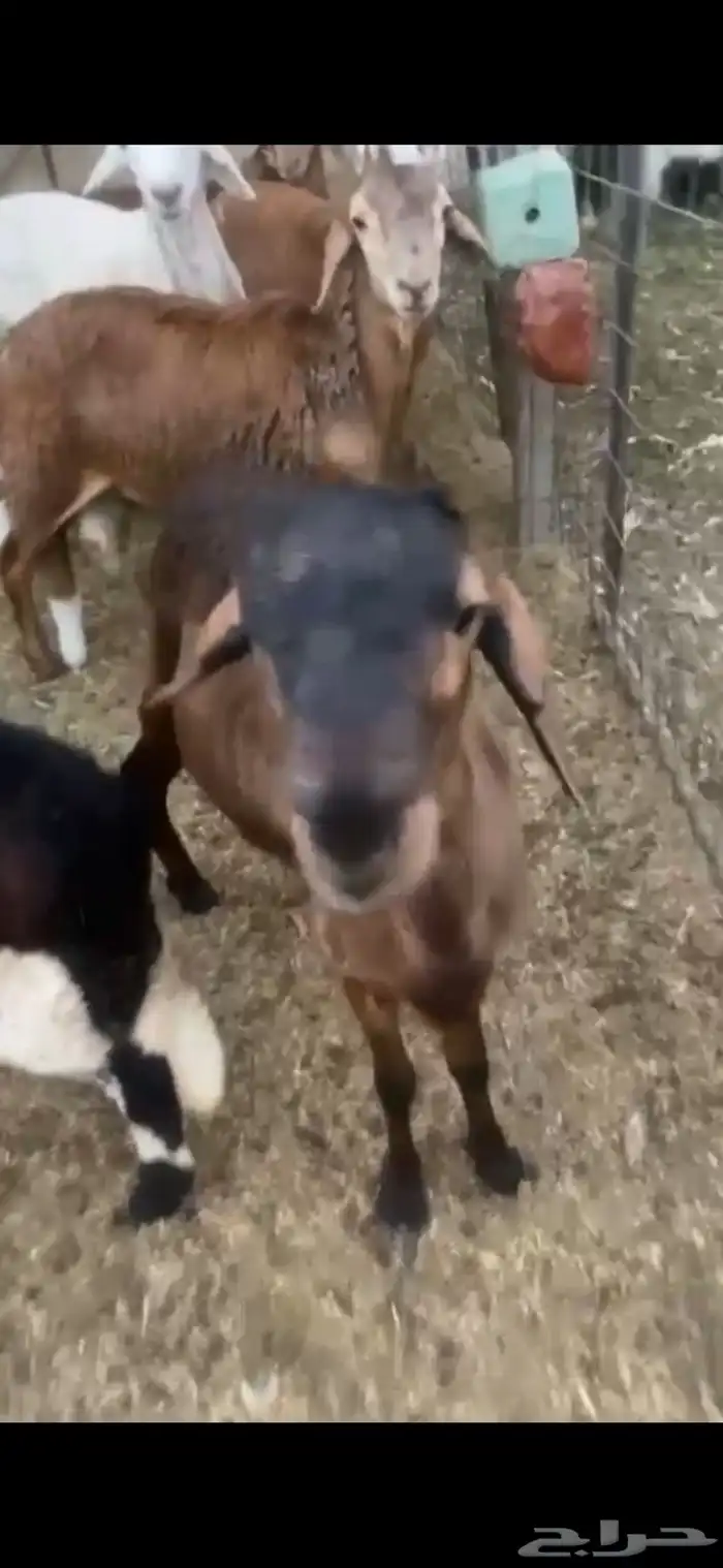 طليان سواكن مرابي 0