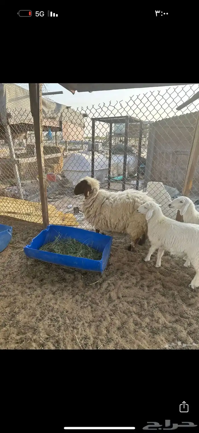 رخل نعيم تضحي 1