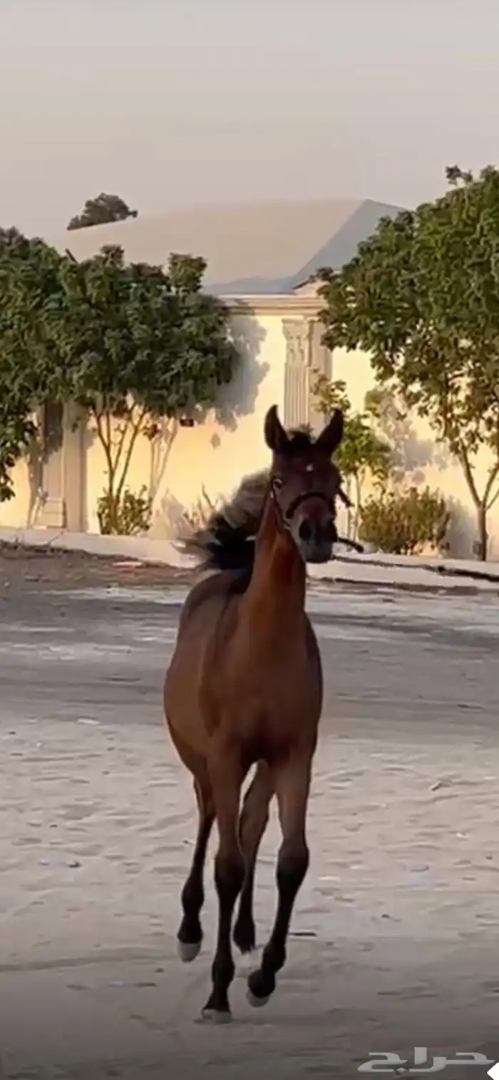 مهره شعبيه شيخه 7