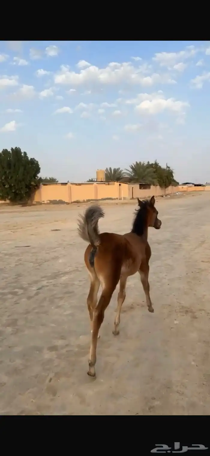 مهره شعبيه شيخه 6