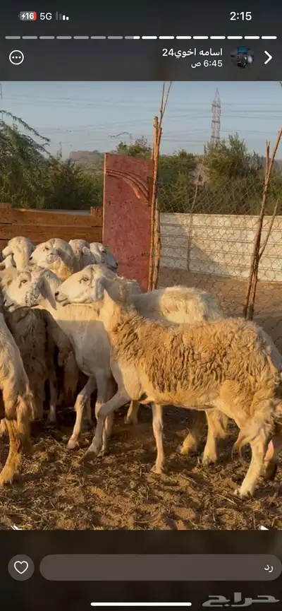 تم البيع 7