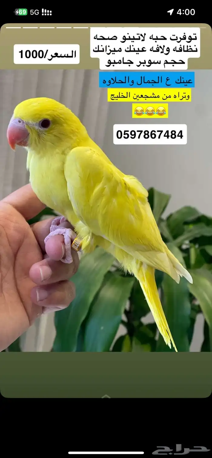 للبيع حبتين دره 1