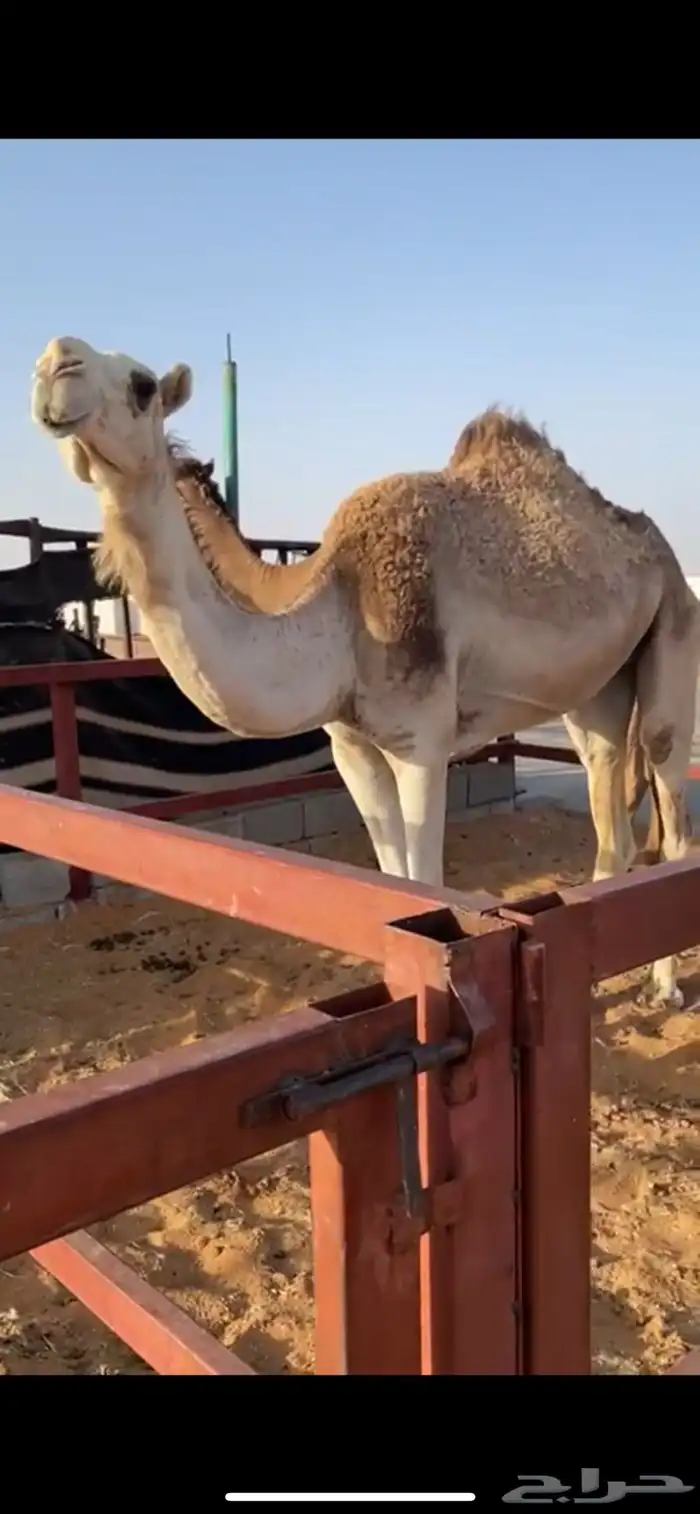 ضحيه ثنيه 0