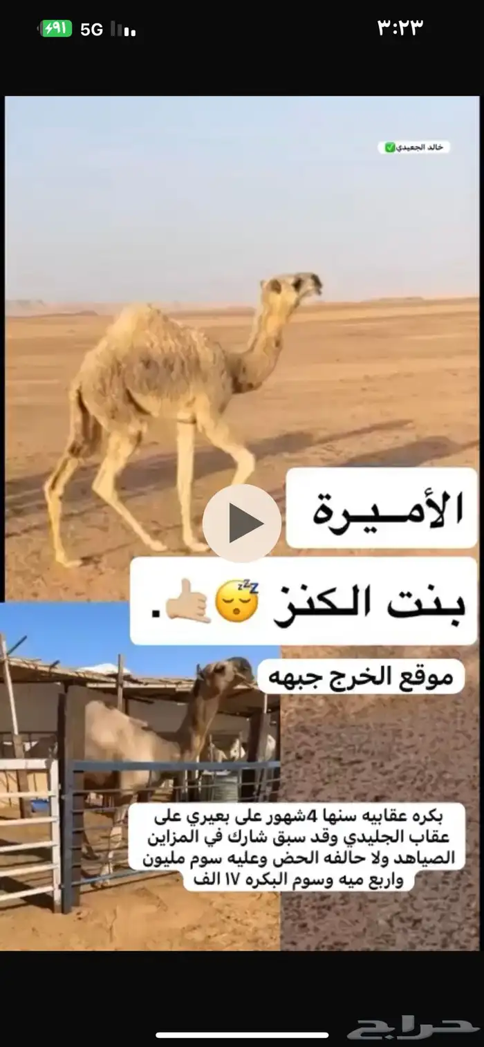 الابل 0