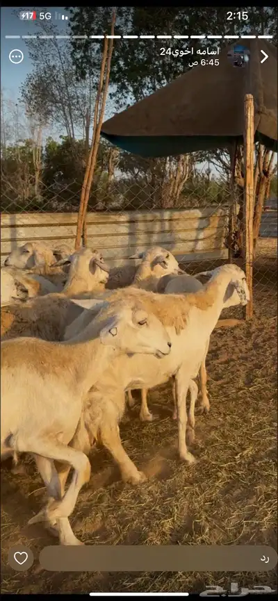 تم البيع 9
