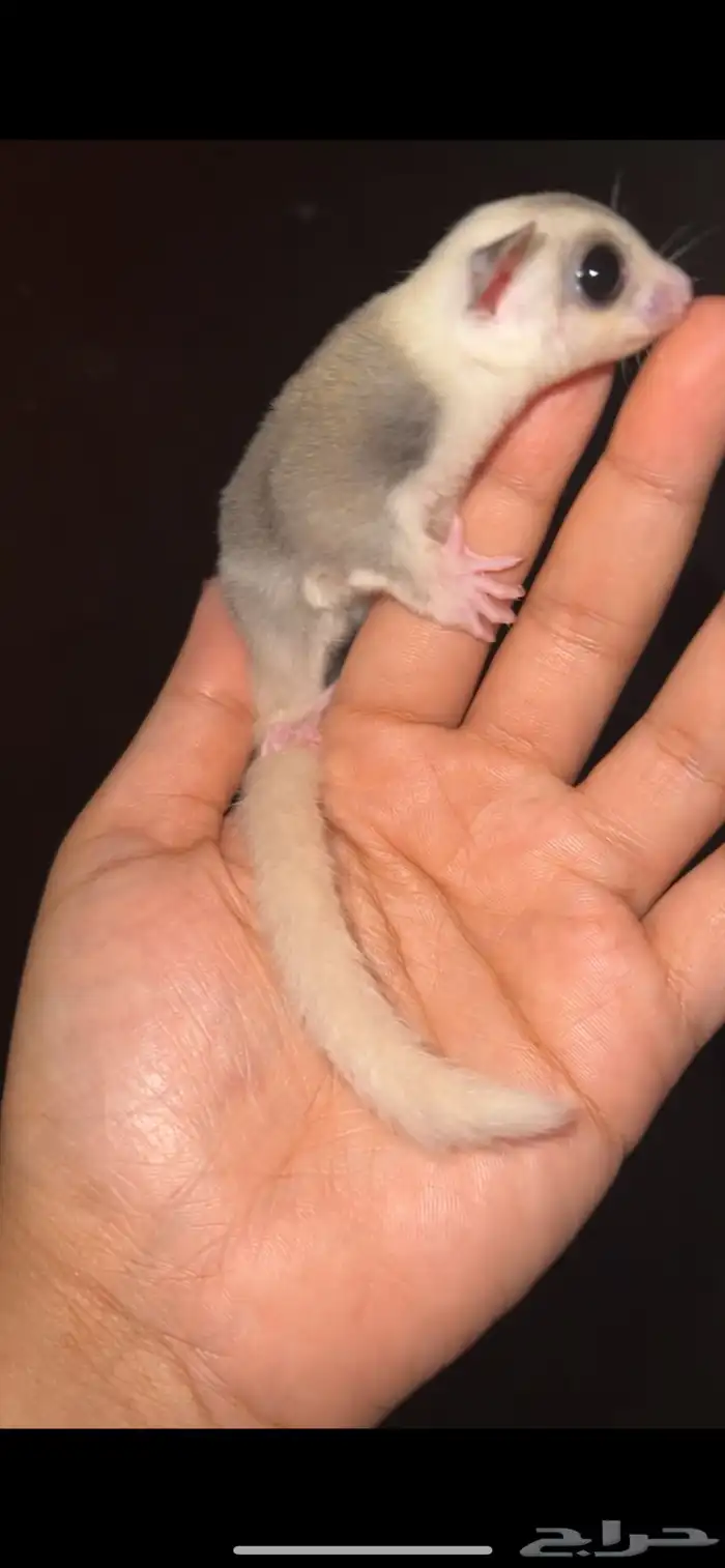 السنجاب الطائر شوقر قلايدر 2