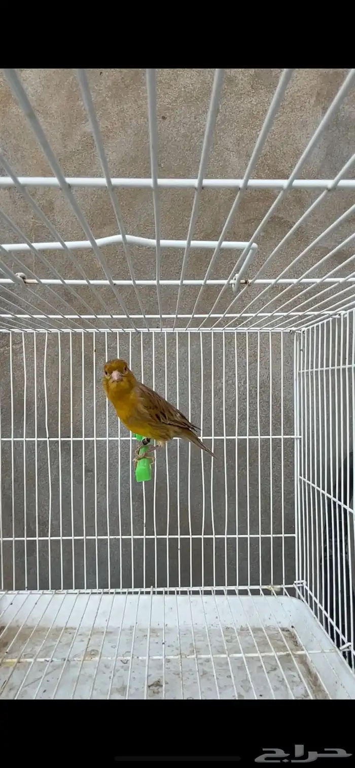 أنثى كناري منتجه 2