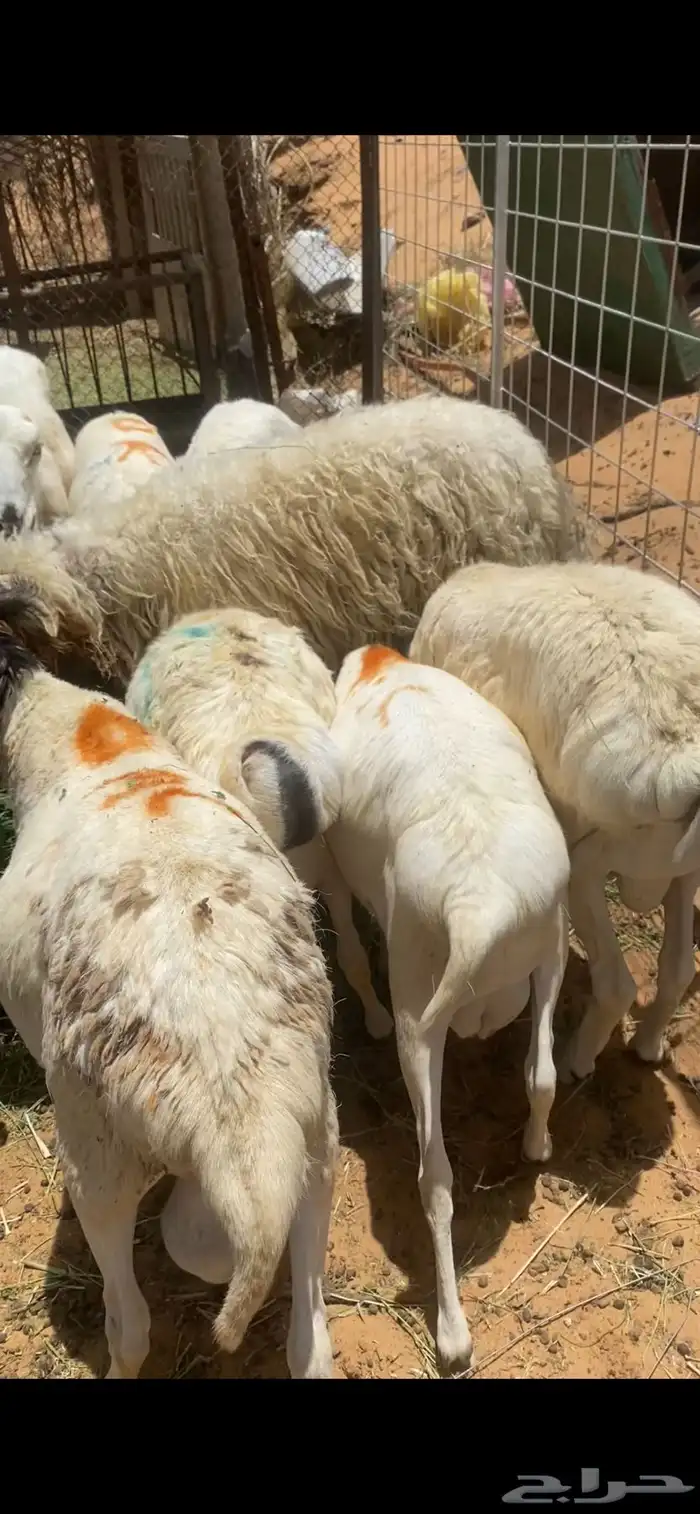 سواكم وبرابر طيبه للعيد ظحيا بسعر مناسب 2