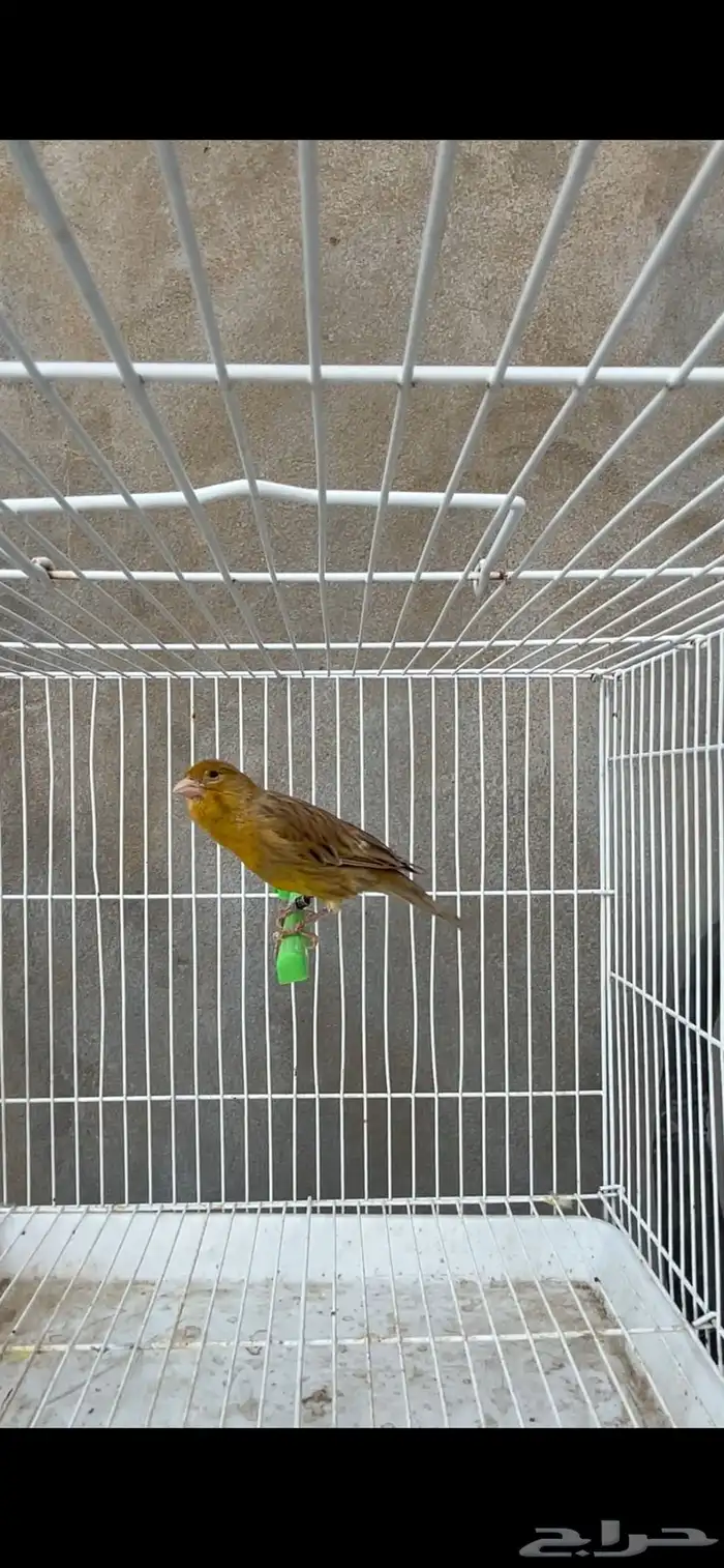 أنثى كناري منتجه 0