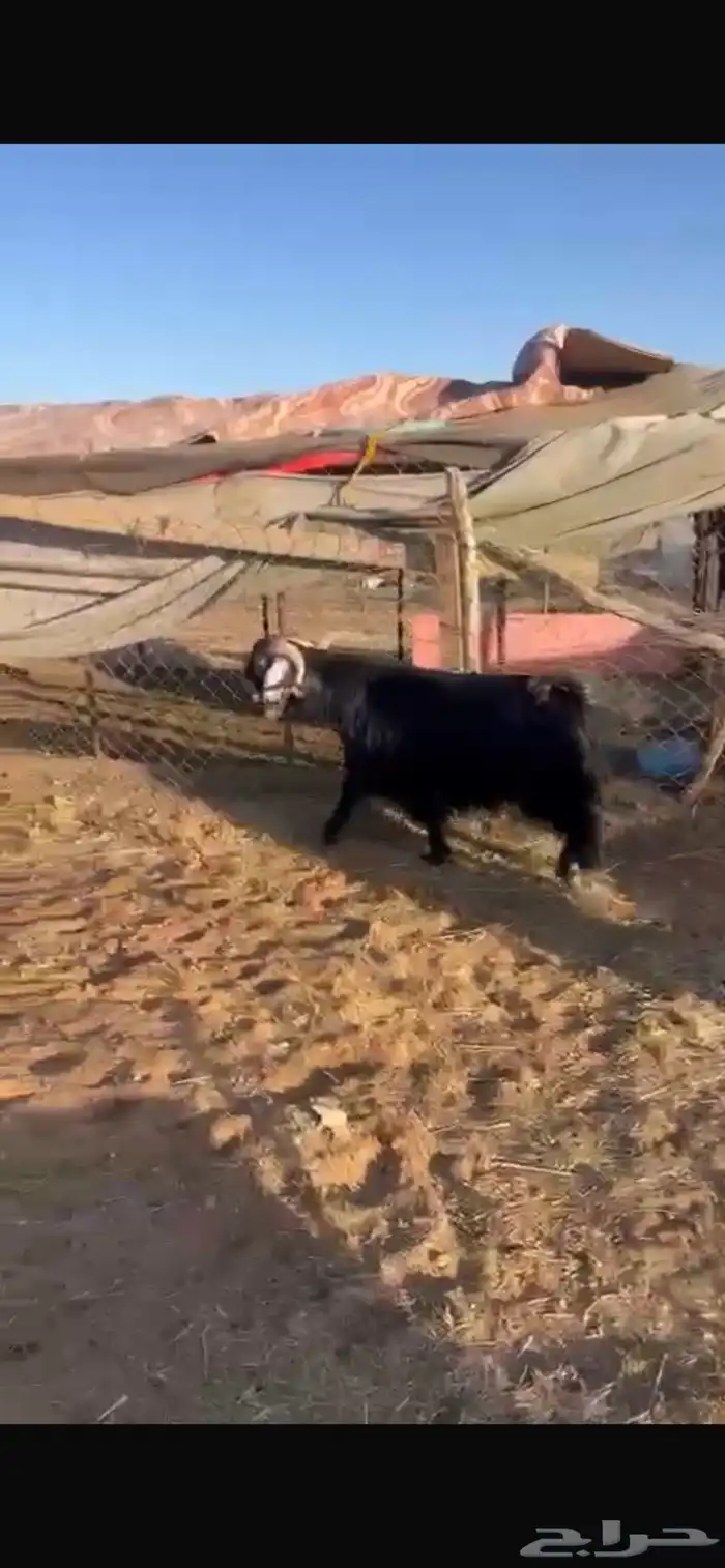 للبيع فحل يقرع تم البيع 1