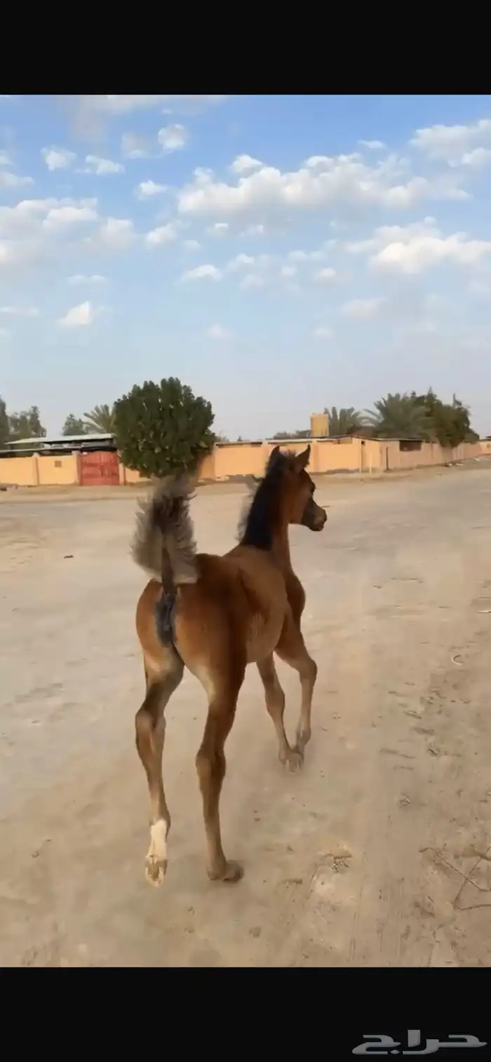 مهره شعبيه شيخه 5