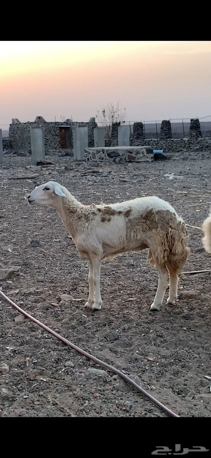 غنم ضان حري 1