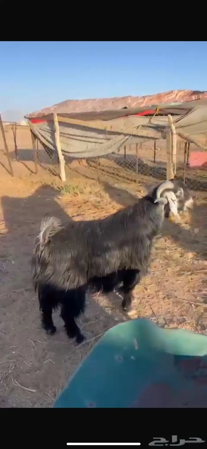 للبيع فحل يقرع تم البيع 0