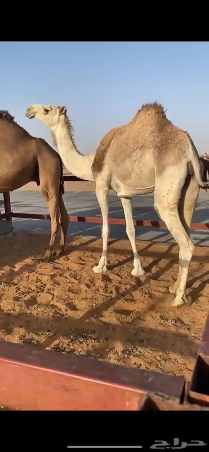ضحيه ثنيه 1