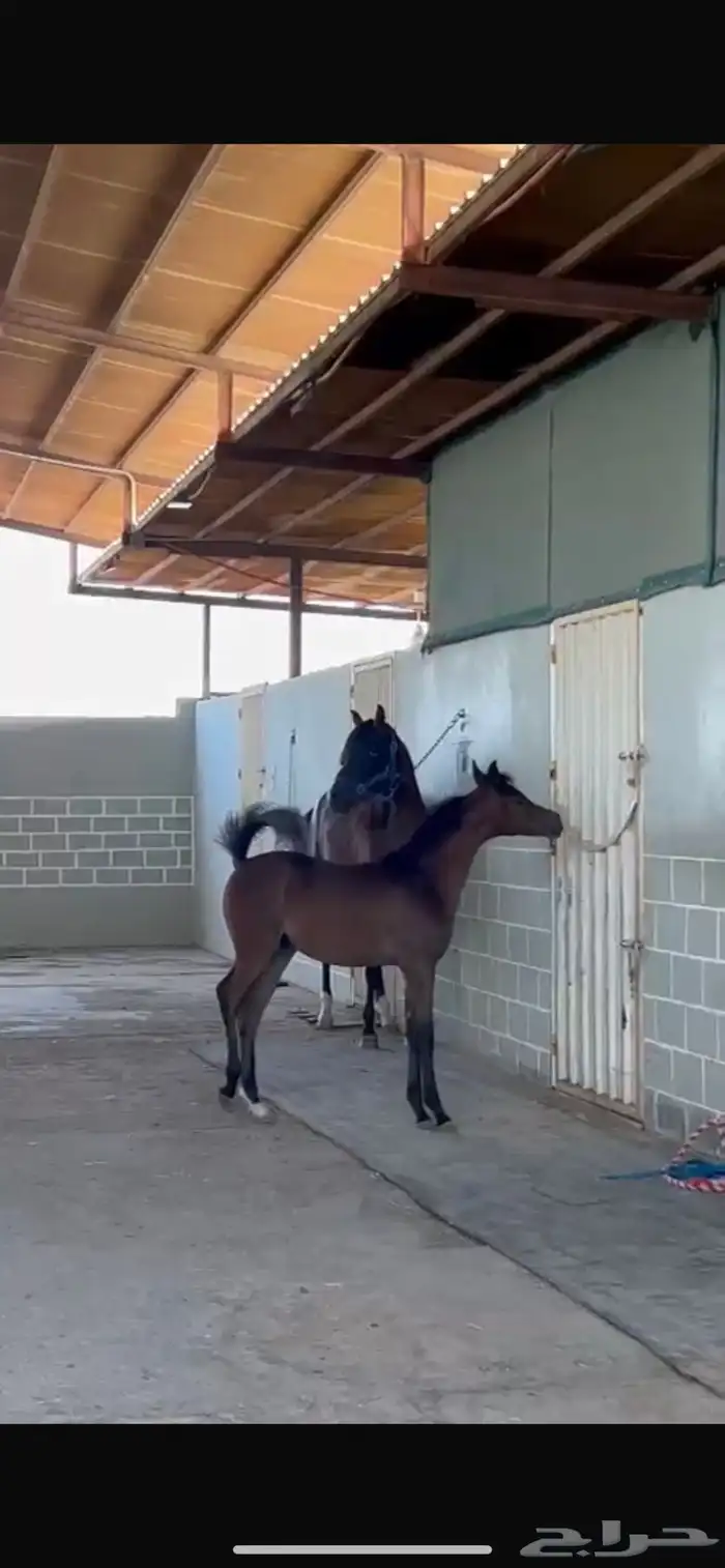 مهره شعبيه شيخه 8