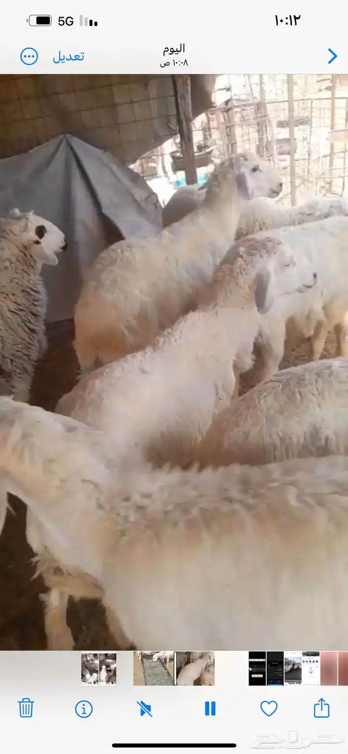 بهم ضحاياءطليان نضيفه الموقع مرات 0