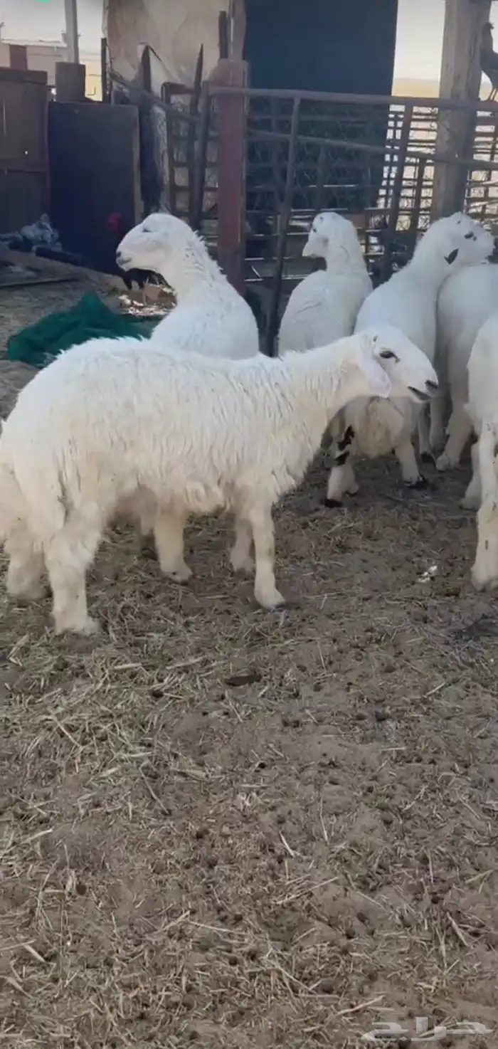 حريات لبنيه ماتضحي خرفان معه رخل 1
