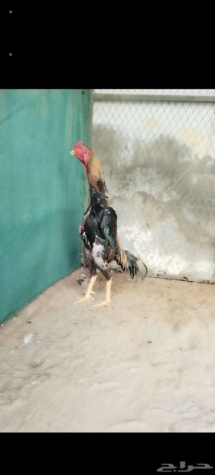 فروخ شامو ياباني فاخره 9