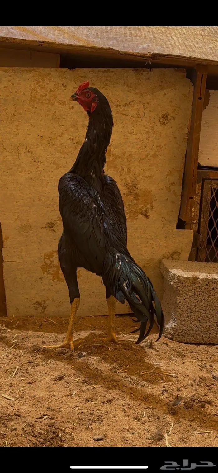 ديك باكستاني 0