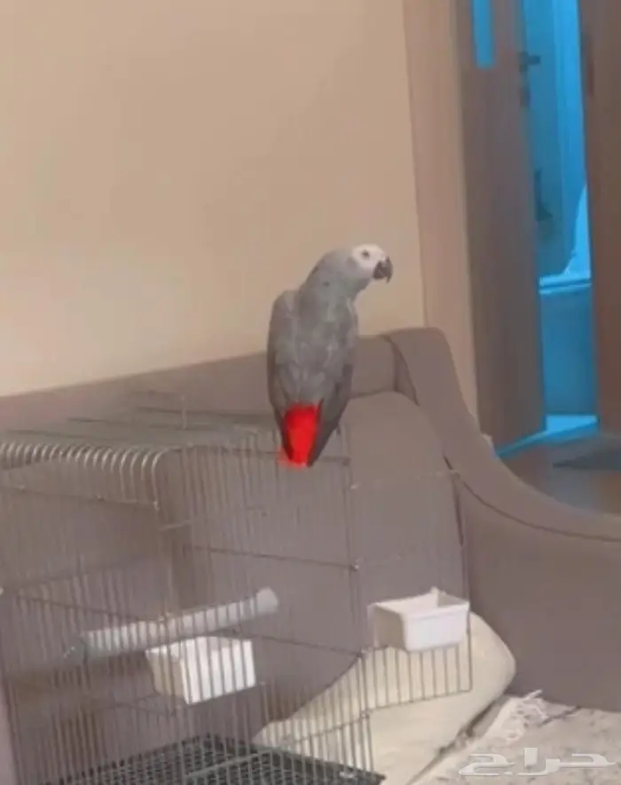 مكافئه ماليه 0