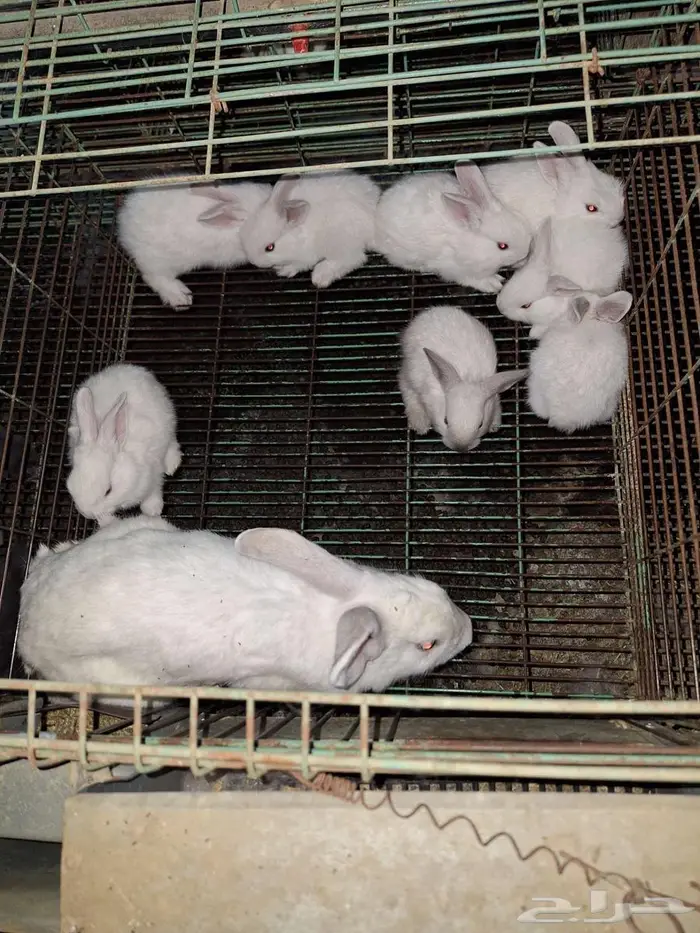 ارانب شنشلا بعيالها 0