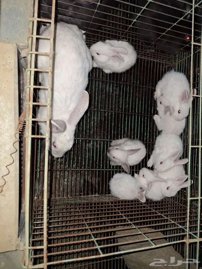 ارانب شنشلا بعيالها 1