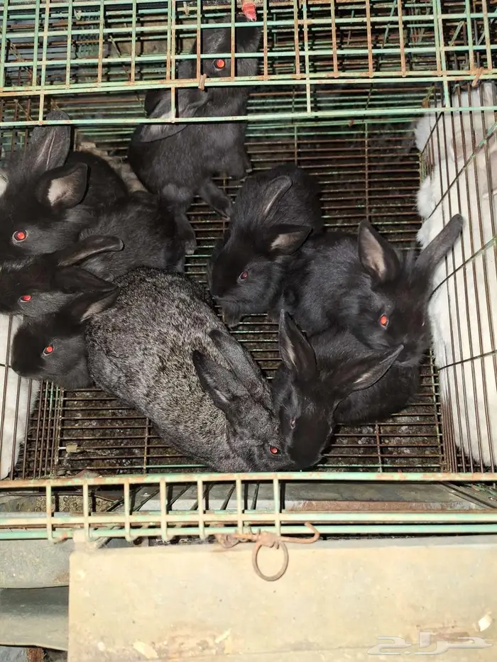 ارانب شنشلا بعيالها 4