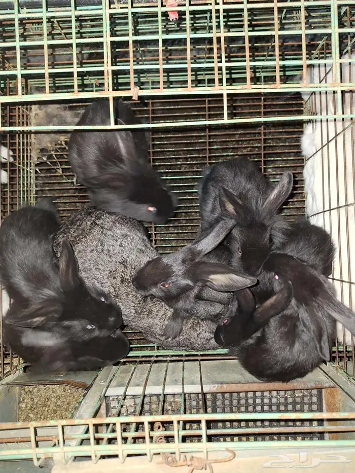 ارانب شنشلا بعيالها 2