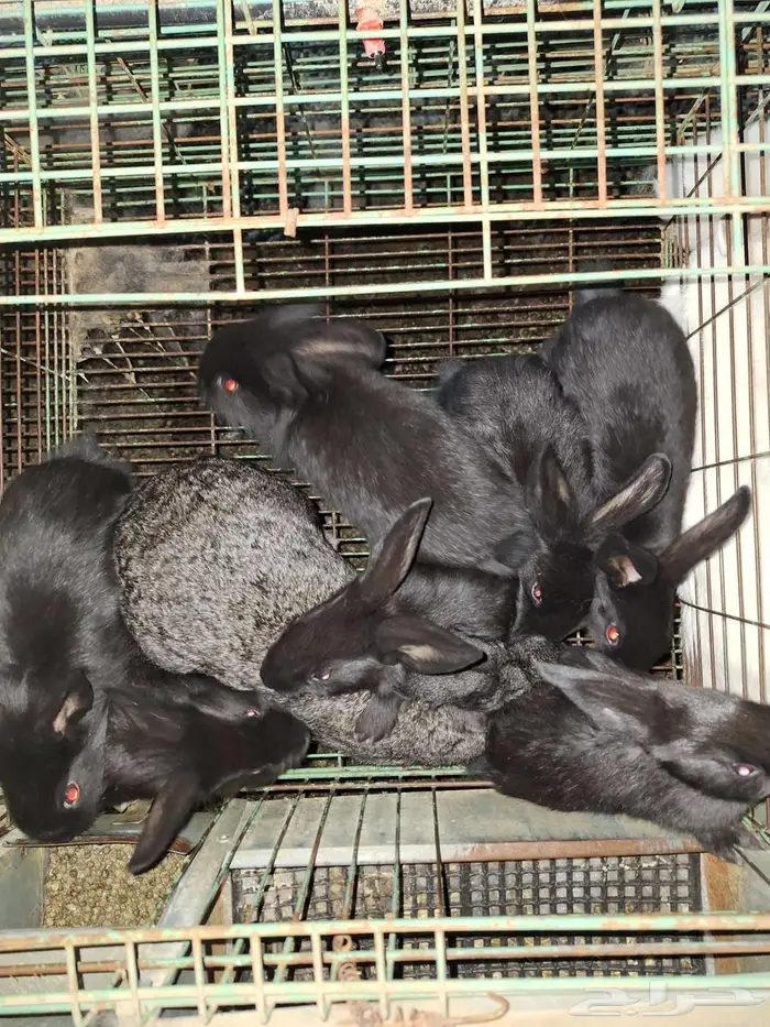 ارانب شنشلا بعيالها 3